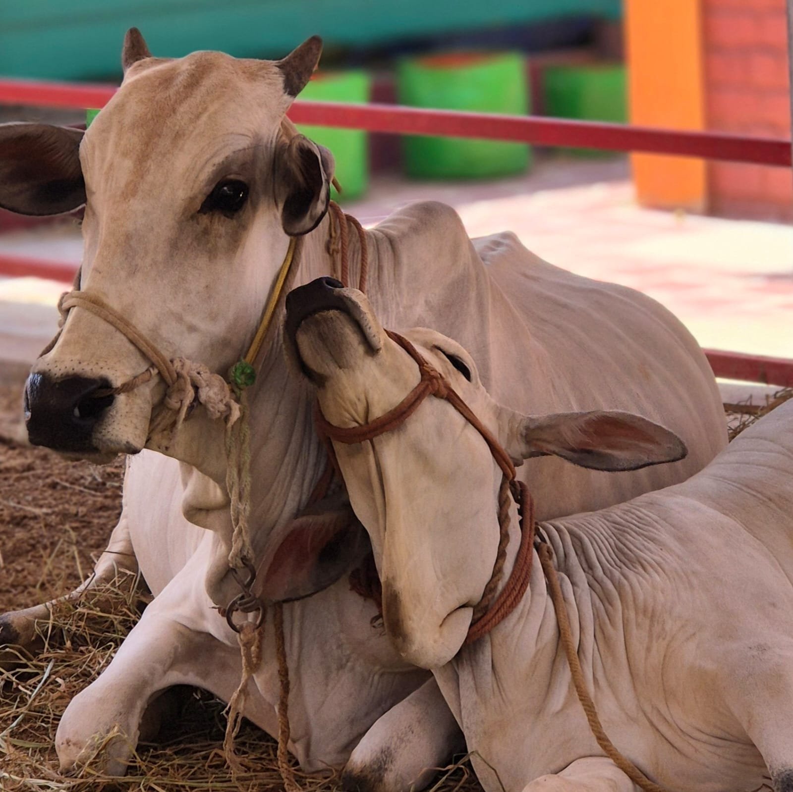 Laxmi and Krishna